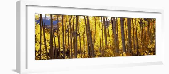 Aspen Trees in Autumn, Colorado, USA-null-Framed Photographic Print