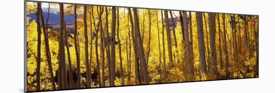 Aspen Trees in Autumn, Colorado, USA-null-Mounted Photographic Print