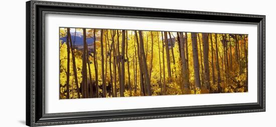 Aspen Trees in Autumn, Colorado, USA-null-Framed Photographic Print