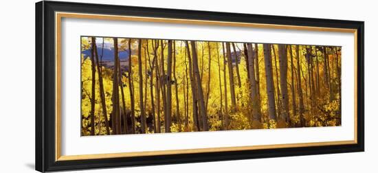 Aspen Trees in Autumn, Colorado, USA-null-Framed Photographic Print