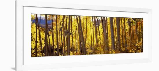 Aspen Trees in Autumn, Colorado, USA-null-Framed Photographic Print