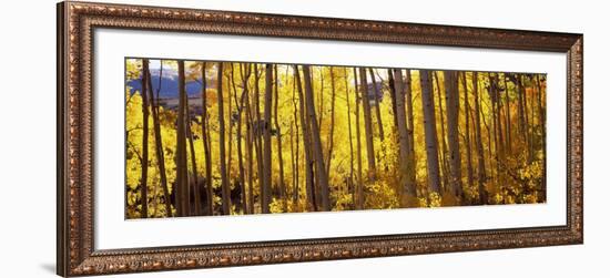 Aspen Trees in Autumn, Colorado, USA-null-Framed Photographic Print