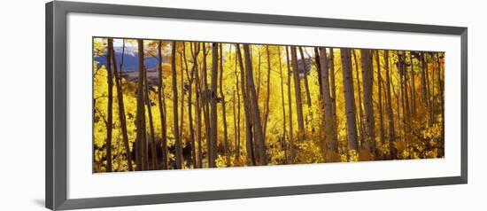 Aspen Trees in Autumn, Colorado, USA-null-Framed Photographic Print