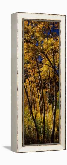 Aspen Trees in Autumn, Colorado, USA-null-Framed Premier Image Canvas