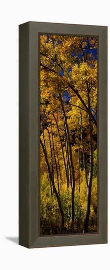 Aspen Trees in Autumn, Colorado, USA-null-Framed Premier Image Canvas