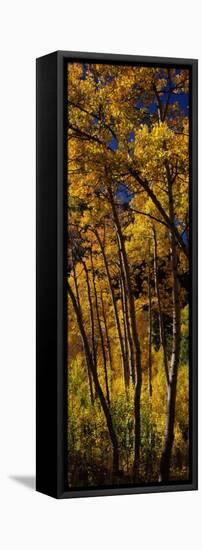 Aspen Trees in Autumn, Colorado, USA-null-Framed Premier Image Canvas