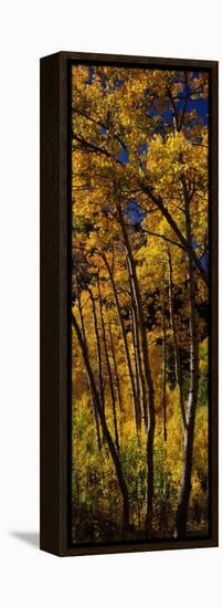 Aspen Trees in Autumn, Colorado, USA-null-Framed Premier Image Canvas