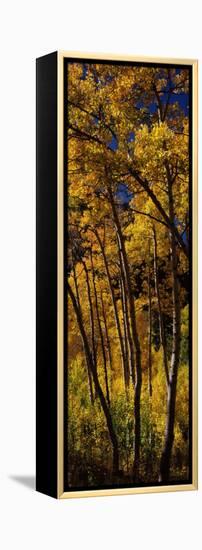 Aspen Trees in Autumn, Colorado, USA-null-Framed Premier Image Canvas