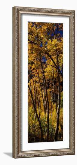 Aspen Trees in Autumn, Colorado, USA-null-Framed Photographic Print