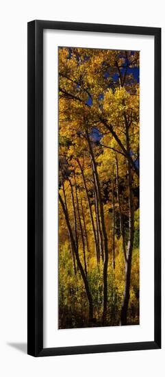 Aspen Trees in Autumn, Colorado, USA-null-Framed Photographic Print