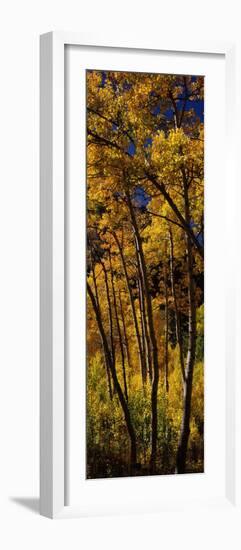Aspen Trees in Autumn, Colorado, USA-null-Framed Photographic Print