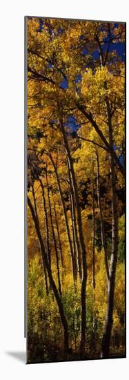 Aspen Trees in Autumn, Colorado, USA-null-Mounted Photographic Print