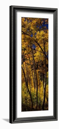 Aspen Trees in Autumn, Colorado, USA-null-Framed Photographic Print