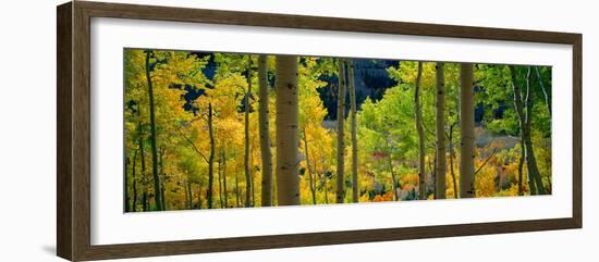 Aspen Trees in Autumn, Colorado, USA-null-Framed Photographic Print