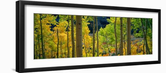 Aspen Trees in Autumn, Colorado, USA-null-Framed Photographic Print