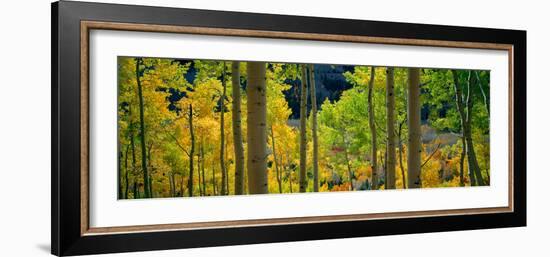 Aspen Trees in Autumn, Colorado, USA-null-Framed Photographic Print