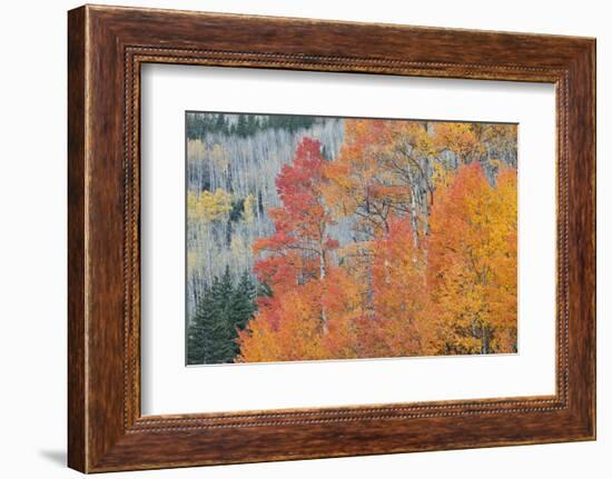 Aspen Trees in Autumn Colors, San Juan Mountains, Colorado, USA-Jaynes Gallery-Framed Photographic Print