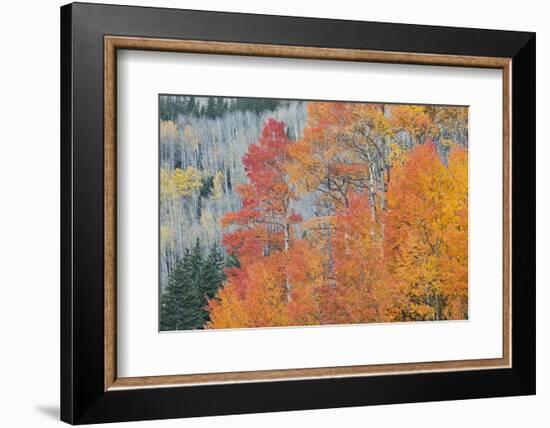 Aspen Trees in Autumn Colors, San Juan Mountains, Colorado, USA-Jaynes Gallery-Framed Photographic Print