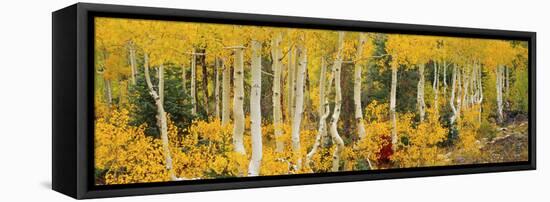 Aspen Trees in Autumn, Dixie National Forest, Utah, USA-null-Framed Stretched Canvas