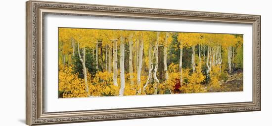 Aspen Trees in Autumn, Dixie National Forest, Utah, USA-null-Framed Photographic Print