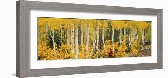 Aspen Trees in Autumn, Dixie National Forest, Utah, USA-null-Framed Photographic Print