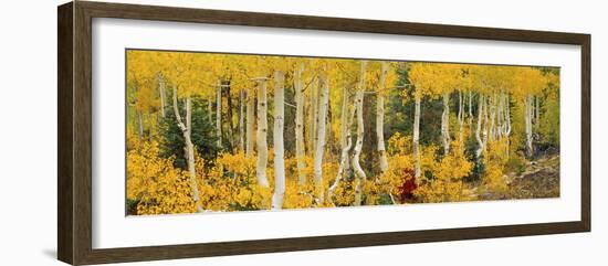 Aspen Trees in Autumn, Dixie National Forest, Utah, USA-null-Framed Photographic Print