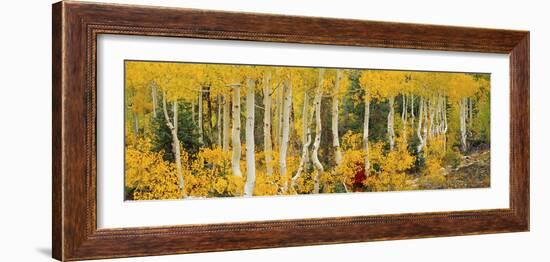 Aspen Trees in Autumn, Dixie National Forest, Utah, USA-null-Framed Photographic Print