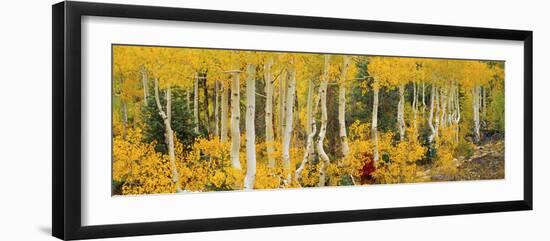 Aspen Trees in Autumn, Dixie National Forest, Utah, USA-null-Framed Photographic Print