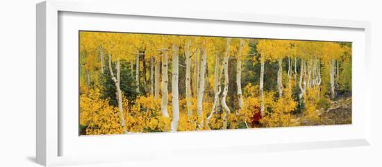 Aspen Trees in Autumn, Dixie National Forest, Utah, USA-null-Framed Photographic Print