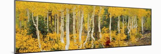 Aspen Trees in Autumn, Dixie National Forest, Utah, USA-null-Mounted Photographic Print