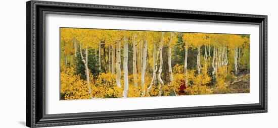 Aspen Trees in Autumn, Dixie National Forest, Utah, USA-null-Framed Photographic Print