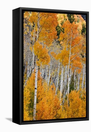 Aspen trees in autumn. Fishlake National Forest, Utah, USA-Scott T^ Smith-Framed Premier Image Canvas