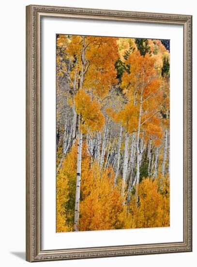 Aspen trees in autumn. Fishlake National Forest, Utah, USA-Scott T^ Smith-Framed Photographic Print