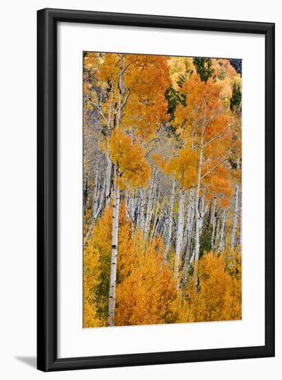 Aspen trees in autumn. Fishlake National Forest, Utah, USA-Scott T^ Smith-Framed Photographic Print