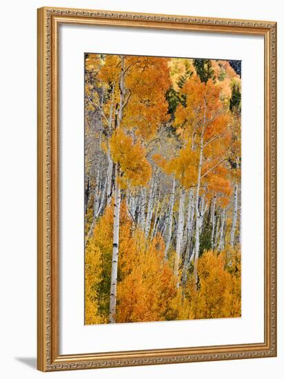 Aspen trees in autumn. Fishlake National Forest, Utah, USA-Scott T^ Smith-Framed Photographic Print