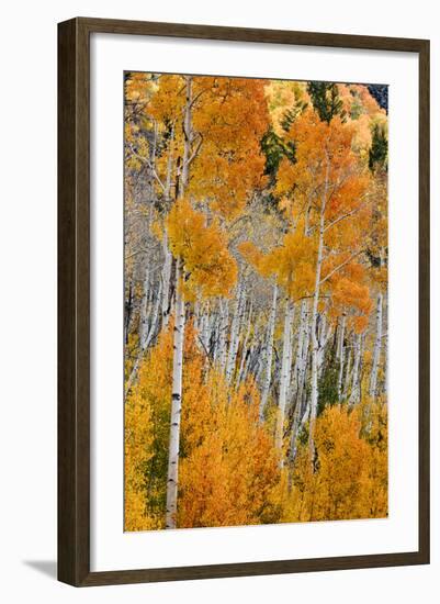 Aspen trees in autumn. Fishlake National Forest, Utah, USA-Scott T^ Smith-Framed Photographic Print