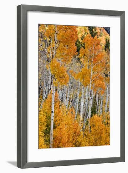 Aspen trees in autumn. Fishlake National Forest, Utah, USA-Scott T^ Smith-Framed Photographic Print