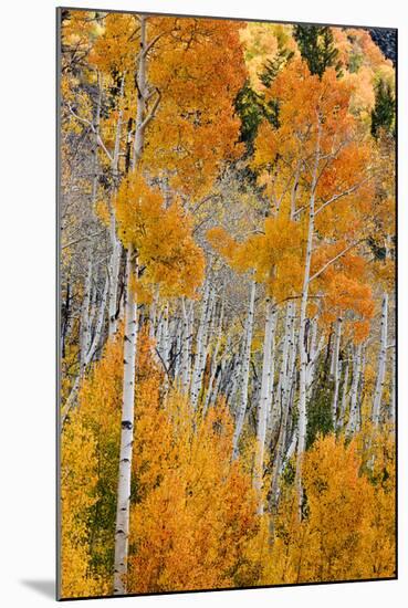 Aspen trees in autumn. Fishlake National Forest, Utah, USA-Scott T^ Smith-Mounted Photographic Print