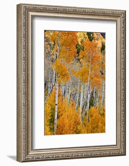 Aspen trees in autumn. Fishlake National Forest, Utah, USA-Scott T^ Smith-Framed Photographic Print