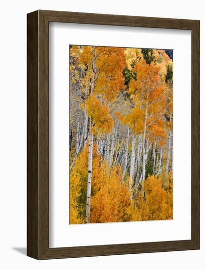 Aspen trees in autumn. Fishlake National Forest, Utah, USA-Scott T^ Smith-Framed Photographic Print