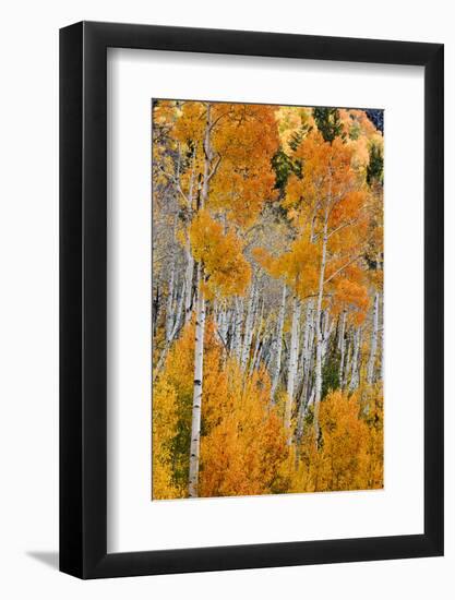 Aspen trees in autumn. Fishlake National Forest, Utah, USA-Scott T^ Smith-Framed Photographic Print