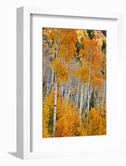 Aspen trees in autumn. Fishlake National Forest, Utah, USA-Scott T^ Smith-Framed Photographic Print