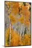 Aspen trees in autumn. Fishlake National Forest, Utah, USA-Scott T^ Smith-Mounted Photographic Print