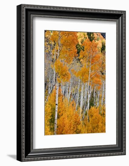 Aspen trees in autumn. Fishlake National Forest, Utah, USA-Scott T^ Smith-Framed Photographic Print