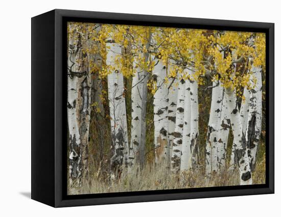 Aspen Trees in Autumn, Grand Teton National Park, Wyoming, USA-Rolf Nussbaumer-Framed Premier Image Canvas