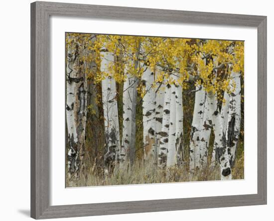 Aspen Trees in Autumn, Grand Teton National Park, Wyoming, USA-Rolf Nussbaumer-Framed Photographic Print