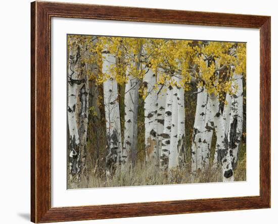 Aspen Trees in Autumn, Grand Teton National Park, Wyoming, USA-Rolf Nussbaumer-Framed Photographic Print