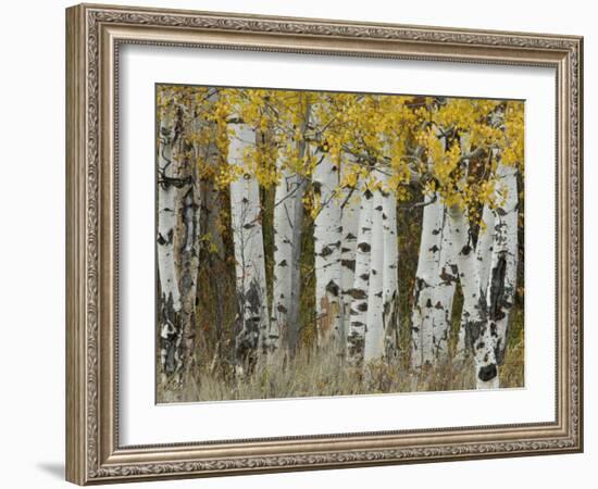 Aspen Trees in Autumn, Grand Teton National Park, Wyoming, USA-Rolf Nussbaumer-Framed Photographic Print
