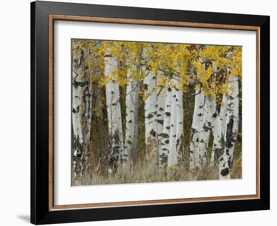 Aspen Trees in Autumn, Grand Teton National Park, Wyoming, USA-Rolf Nussbaumer-Framed Photographic Print