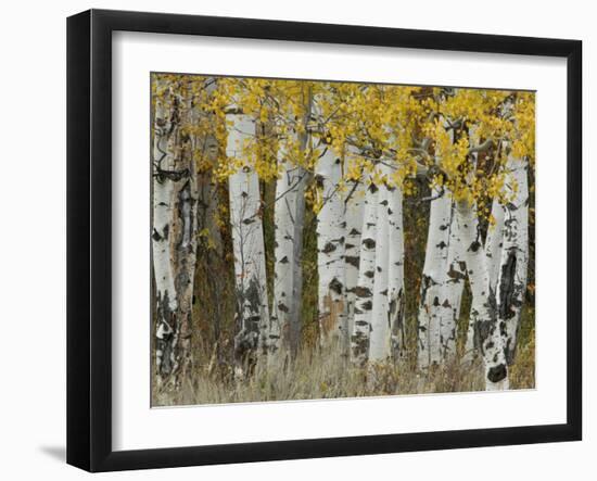 Aspen Trees in Autumn, Grand Teton National Park, Wyoming, USA-Rolf Nussbaumer-Framed Photographic Print